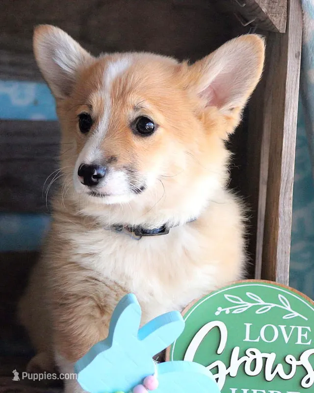 HAPPY – Pembroke Welsh Corgi puppy for sale in Homer, GA