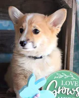 HAPPY, a male Pembroke Welsh Corgi for sale in Homer, GA – Photo 1 of 7