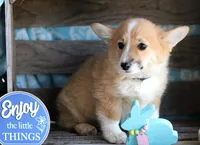 HAPPY, a male Pembroke Welsh Corgi for sale in Homer, GA – Photo 7 of 7