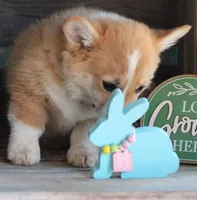 HAPPY, a male Pembroke Welsh Corgi for sale in Homer, GA – Photo 5 of 7