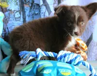 LilBittyRaspberry, a male Miniature Australian Shepherd for sale in Homer, GA – 5 of 8