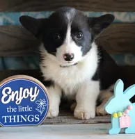 CADBURY , a male Pembroke Welsh Corgi for sale in Homer, GA – Photo 7 of 8