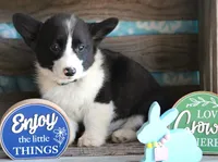 CADBURY , a male Pembroke Welsh Corgi for sale in Homer, GA – Photo 8 of 8