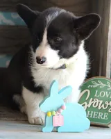 CADBURY , a male Pembroke Welsh Corgi for sale in Homer, GA – Photo 5 of 8