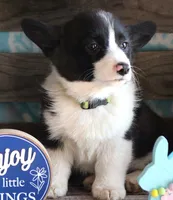 CADBURY , a male Pembroke Welsh Corgi for sale in Homer, GA – Photo 1 of 8