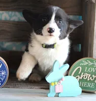CADBURY , a male Pembroke Welsh Corgi for sale in Homer, GA – Photo 4 of 8