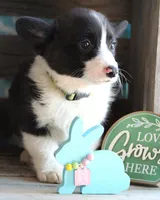 CADBURY , a male Pembroke Welsh Corgi for sale in Homer, GA – Photo 3 of 8