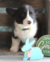 CADBURY , a male Pembroke Welsh Corgi for sale in Homer, GA – Photo 6 of 8