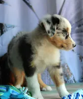 BlueBerries , a male Miniature Australian Shepherd for sale in Homer, GA – 3 of 5