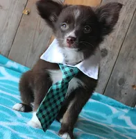 LilTeddyBear, a male Miniature American Shepherd for sale in Homer, GA – 1 of 7