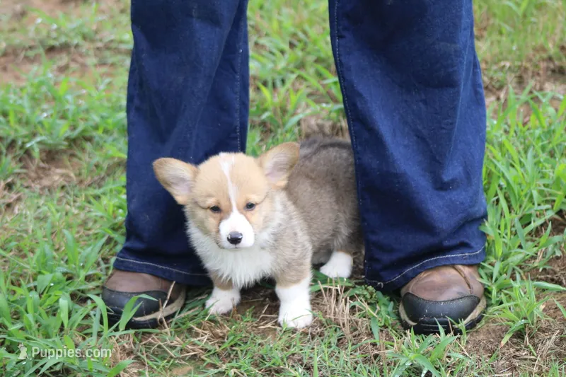 Cinch, a male Pembroke Welsh Corgi for sale in Homer, GA – 1 of 4