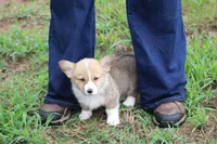 Cinch, a male Pembroke Welsh Corgi for sale in Homer, GA – 1 of 4