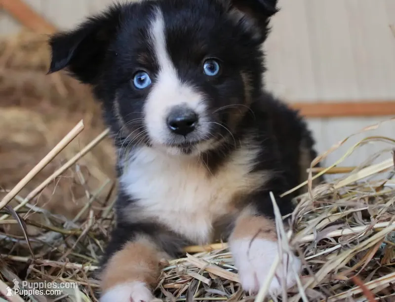 Pumpy-Umpy-Umkin – Miniature Australian Shepherd puppy for sale in Homer, GA