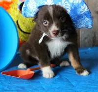 YourLilTeddyBear, a male Miniature Australian Shepherd for sale in Homer, GA – 6 of 7