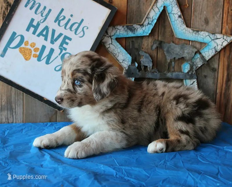 AppleDapples – Australian Shepherd puppy for sale in Homer, GA