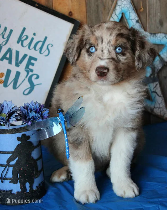 AppleDapples – Australian Shepherd puppy for sale in Homer, GA