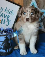 AppleDapples, a male Australian Shepherd for sale in Homer, GA – 1 of 2