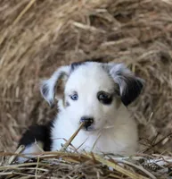 HoneyBunch, a female Miniature Australian Shepherd for sale in Homer, GA – 4 of 6