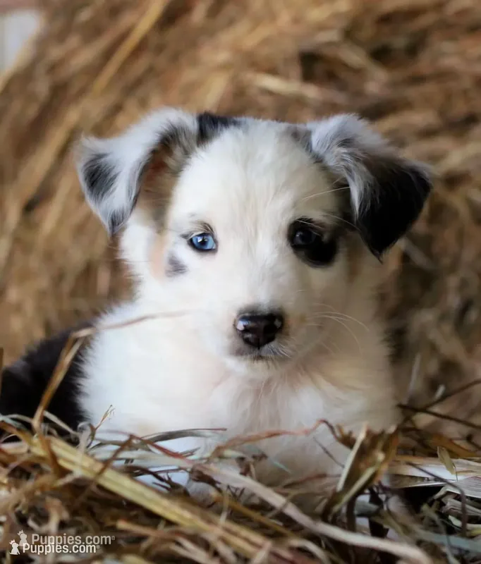 HoneyBunch – Miniature Australian Shepherd puppy for sale in Homer, GA