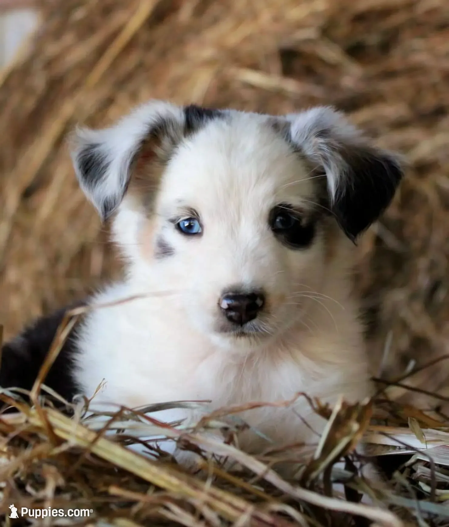 HoneyBunch, a female Miniature Australian Shepherd for sale in Homer, GA – 1 of 6