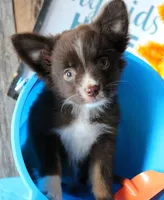 YourLilTeddyBear, a male Miniature Australian Shepherd for sale in Homer, GA – 3 of 7