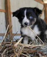 Pumpy-Umpy-Umkin, a male Miniature Australian Shepherd for sale in Homer, GA – 4 of 8