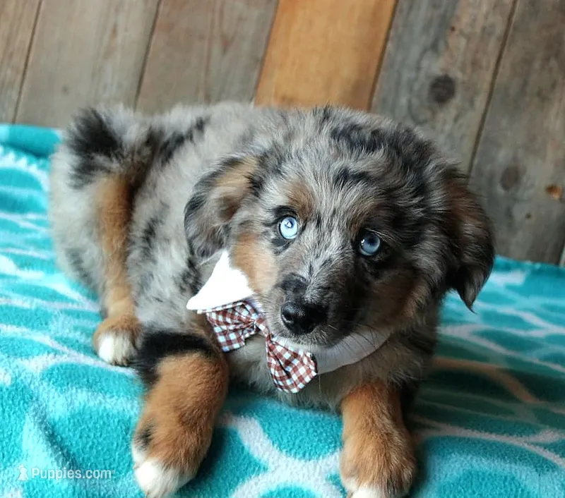 Blue4You – Miniature Australian Shepherd puppy for sale in Homer, GA