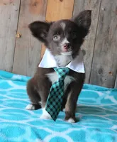 LilTeddyBear, a male Miniature Australian Shepherd for sale in Homer, GA – 2 of 5