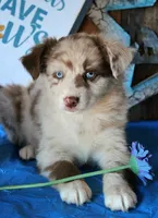 SweetCherryPie, a male Australian Shepherd for sale in Homer, GA – 5 of 6