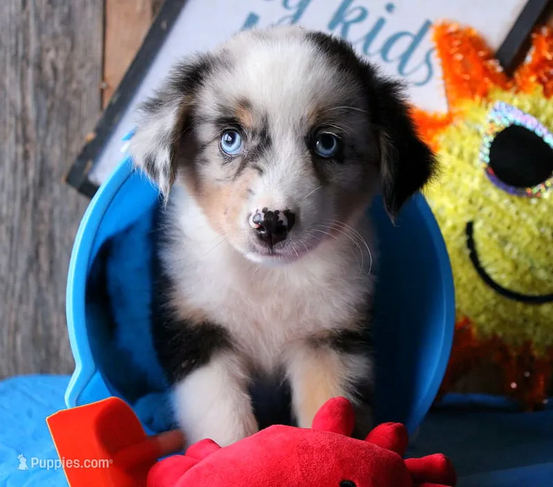 BlueBerries  – Miniature Australian Shepherd puppy for sale in Homer, GA