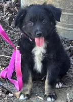 100, a female Australian Shepherd for sale in Homer, GA – 3 of 5