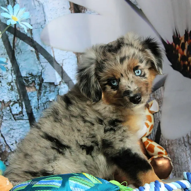 Blue4You – Miniature Australian Shepherd puppy for sale in Homer, GA