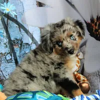 Blue4You, a male Miniature Australian Shepherd for sale in Homer, GA – 5 of 6