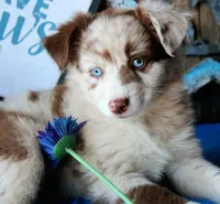 SweetCherryPie, a male Australian Shepherd for sale in Homer, GA – 1 of 6