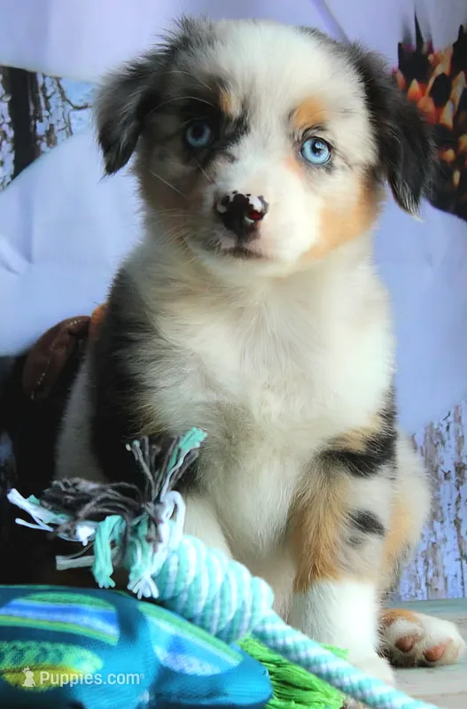 BlueBerries  – Miniature Australian Shepherd puppy for sale in Homer, GA