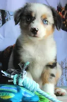 BlueBerries , a male Miniature Australian Shepherd for sale in Homer, GA – 2 of 5