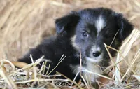 Gumdrop, a male Miniature Australian Shepherd for sale in Homer, GA – 6 of 7