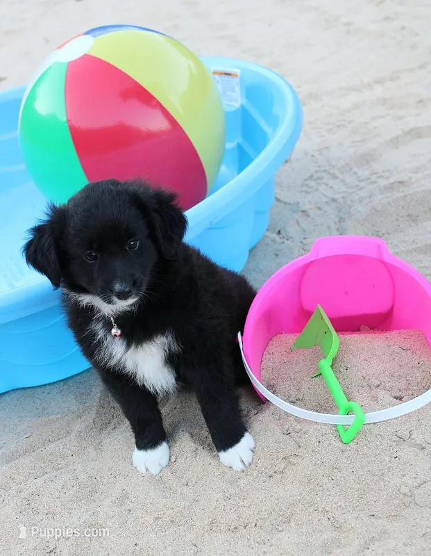 100 – Australian Shepherd puppy for sale in Homer, GA