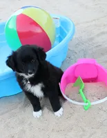100, a female Australian Shepherd for sale in Homer, GA – 1 of 4