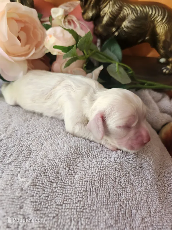 Henry – Cocker Spaniel puppy for sale in Brooksville, FL