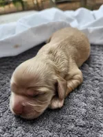Olivia, a female Cocker Spaniel for sale in Brooksville, FL – Photo 2 of 3