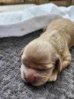 Olivia, a female Cocker Spaniel for sale in Brooksville, FL – Photo 1 of 3