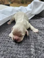 Oscar, a male Cocker Spaniel for sale in Brooksville, FL – Photo 2 of 2