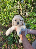 Onyx Sold, a female Cocker Spaniel for sale in Brooksville, FL – Photo 1 of 2