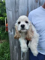 Henry Reduced , a male Cocker Spaniel for sale in Brooksville, FL – 9 of 9