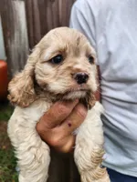 Keaton, a male Cocker Spaniel for sale in Brooksville, FL – 4 of 10
