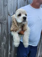 Henry Reduced , a male Cocker Spaniel for sale in Brooksville, FL – 6 of 9