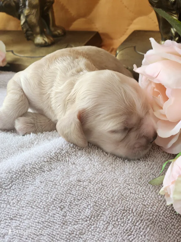 Joey – Cocker Spaniel puppy for sale in Brooksville, FL