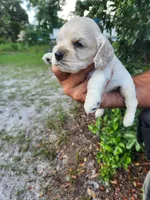 Hackett Ready 07/22, a male Cocker Spaniel for sale in Brooksville, FL – 7 of 8