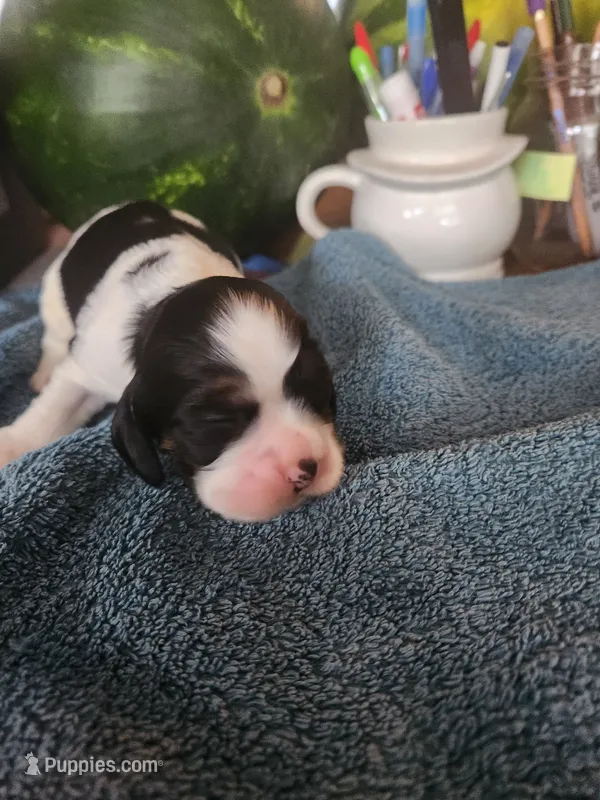 Levi – Cocker Spaniel puppy for sale in Brooksville, FL